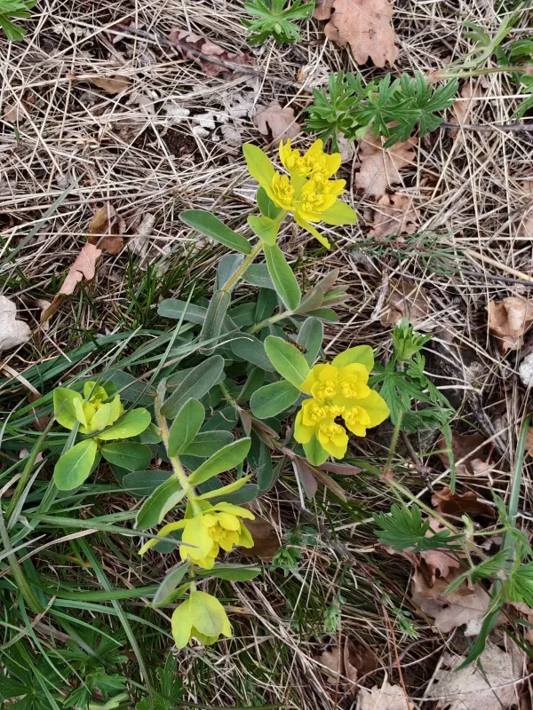 Cushion spurge