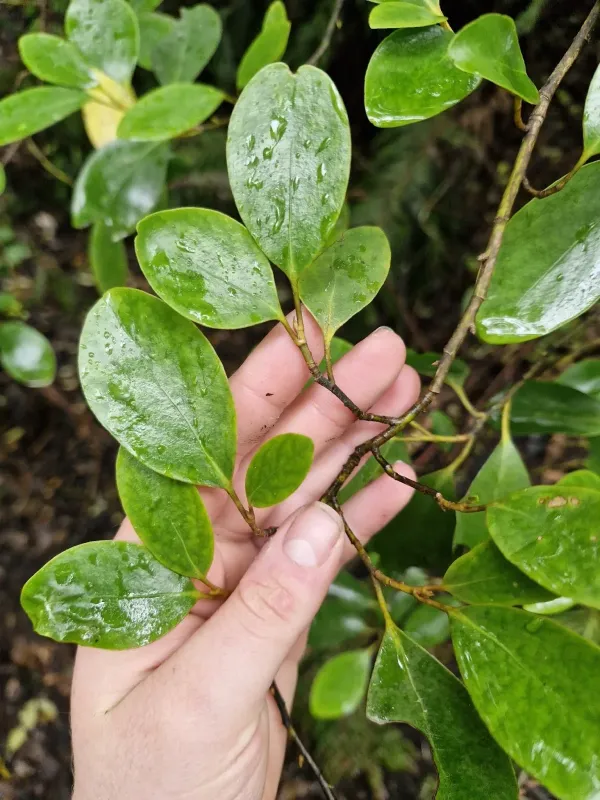 Griselinia littoralis