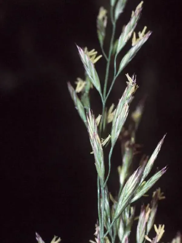 Porcius fescue