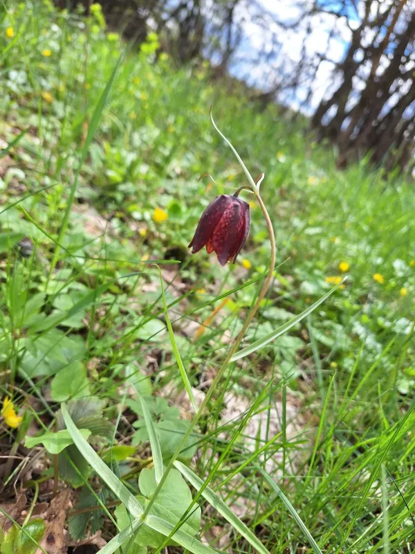Russian fritillary