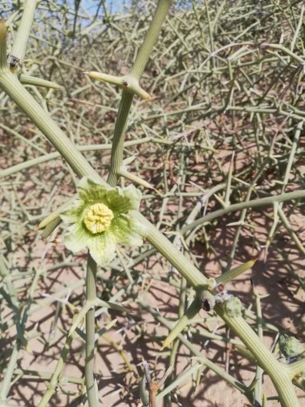 Xerosicyos tripartitus