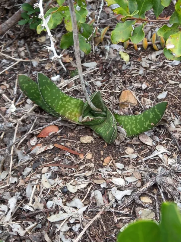 Gasteria carinata