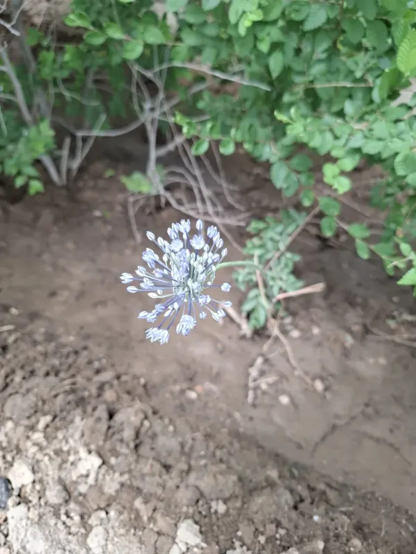 Blue onion