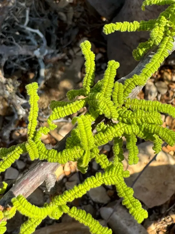 Operculicarya hyphaenoides