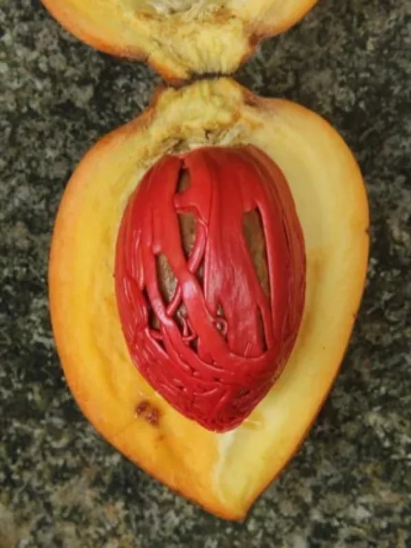 Myristica cinnamomea