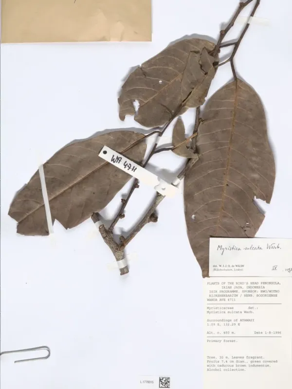 Myristica sulcata