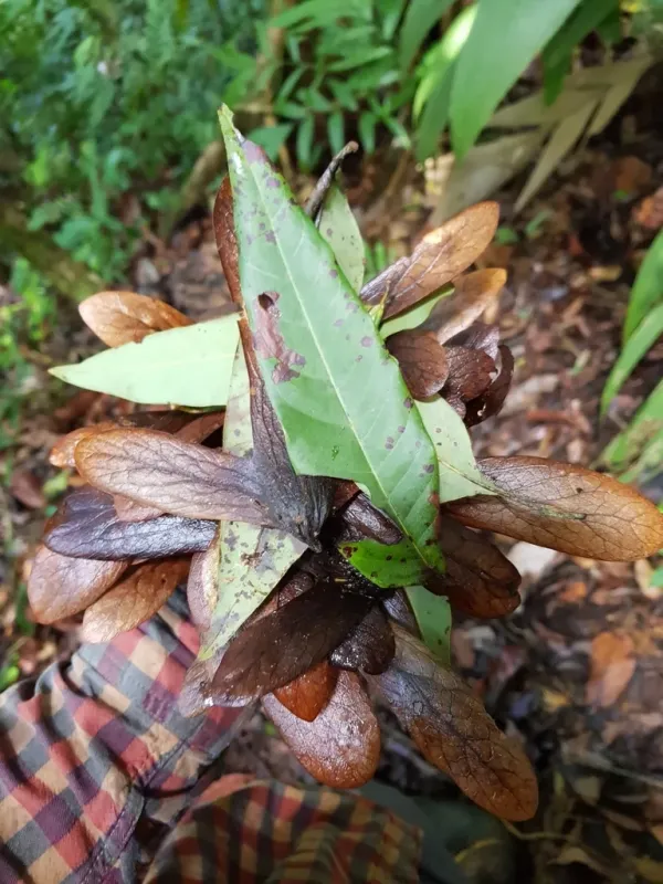 Oreomunnea pterocarpa