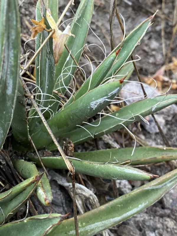 Small-flowered agave