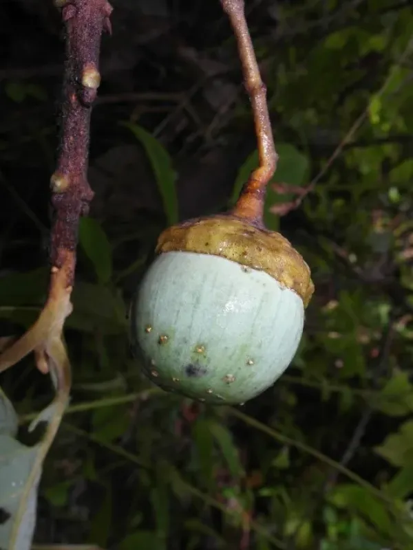 Ocotea thouvenotii