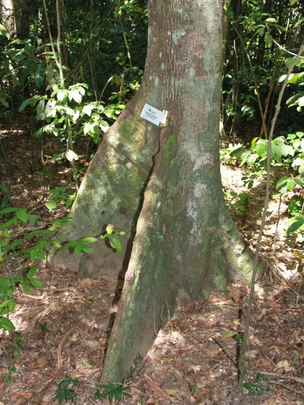 Palaquium luzoniense