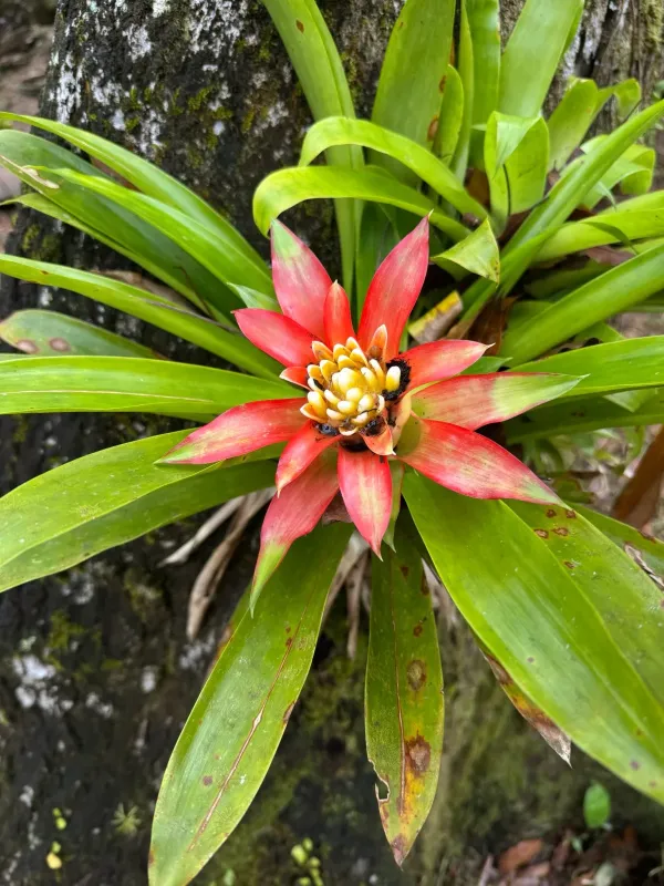 Guzmania lingulata