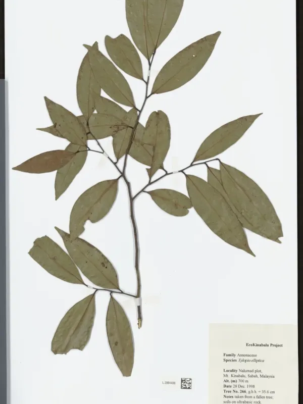 Xylopia elliptica