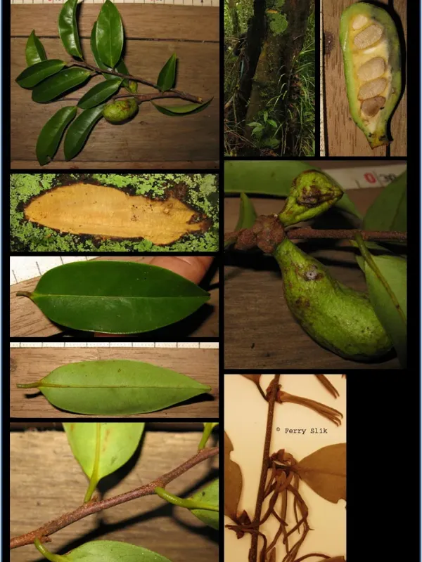 Xylopia malayana