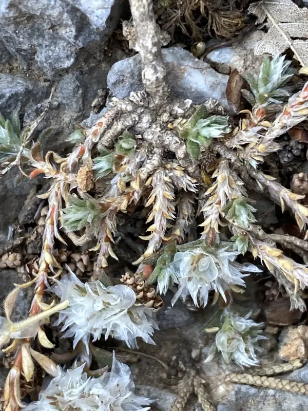 Paronychia macrosepala