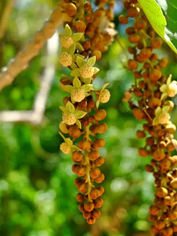 Planchonia spectabilis