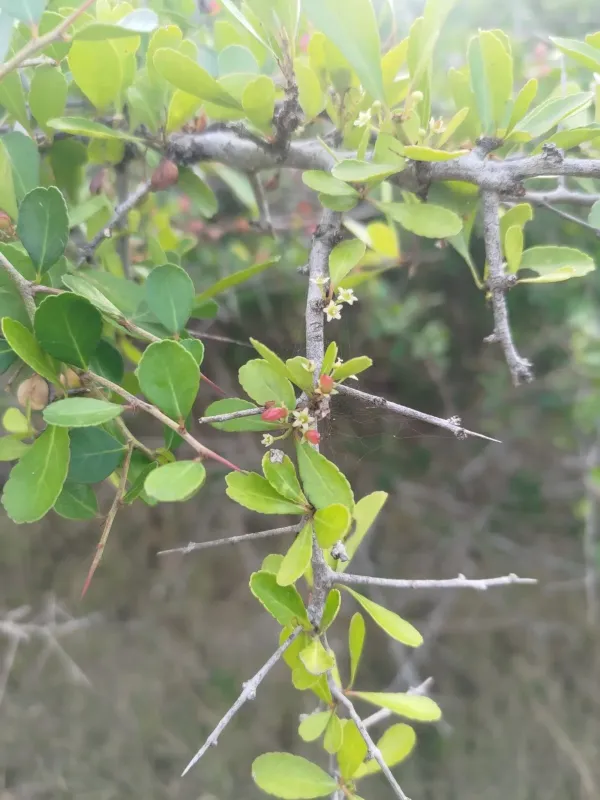 Gymnosporia diversifolia