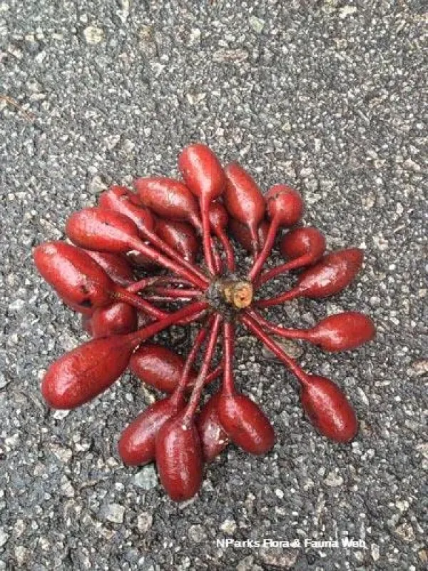 Monoon lateriflorum