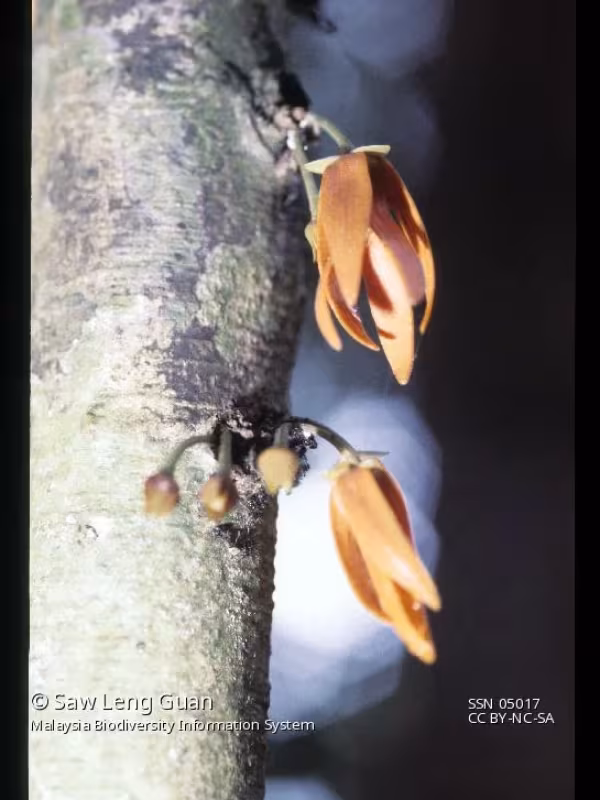Polyalthia cauliflora