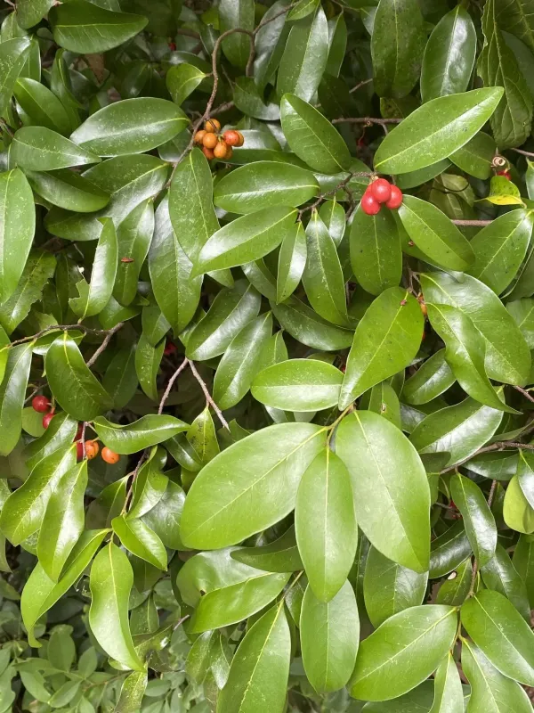 Huberantha nitidissima