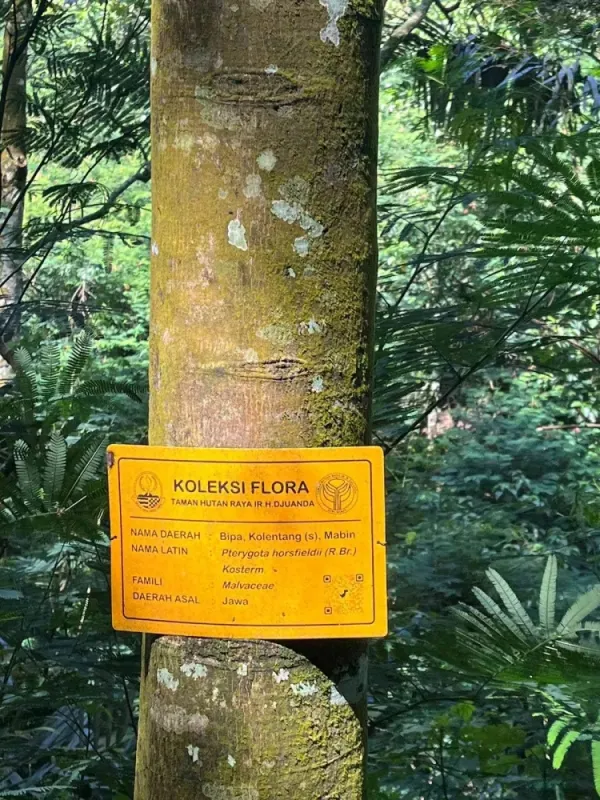 Pterygota horsfieldii