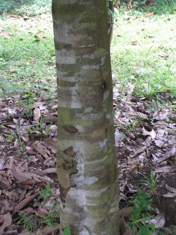 Gemelliflora Oak