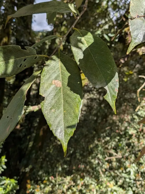 Lineate oak