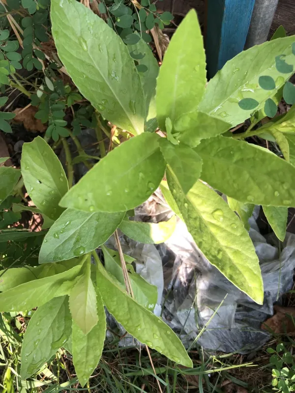 Longevity spinach