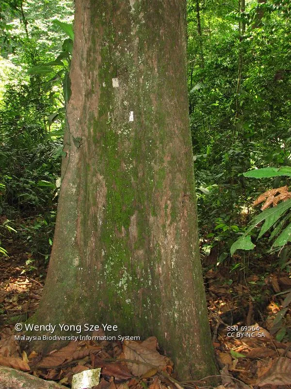 Shorea xanthophylla