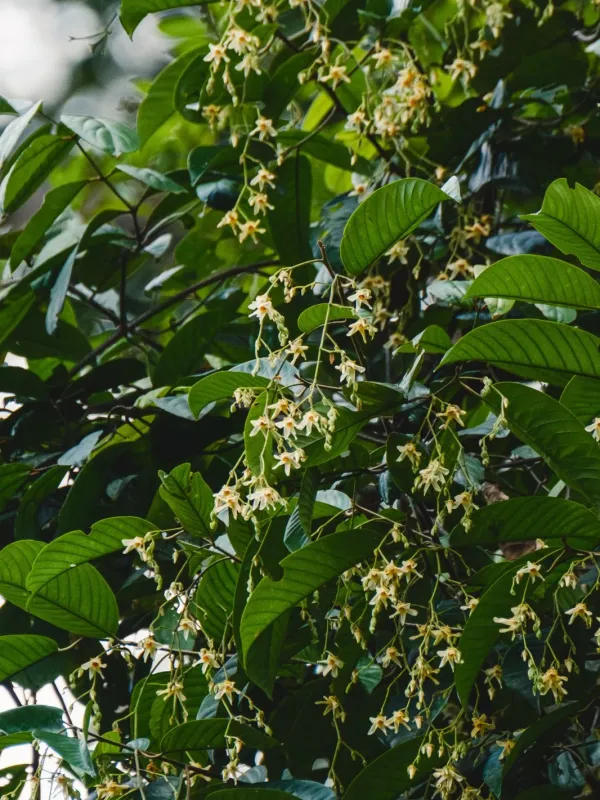 Shorea bracteolata