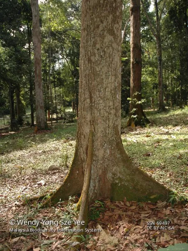 Shorea dasyphylla