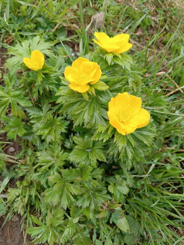 Globeflower