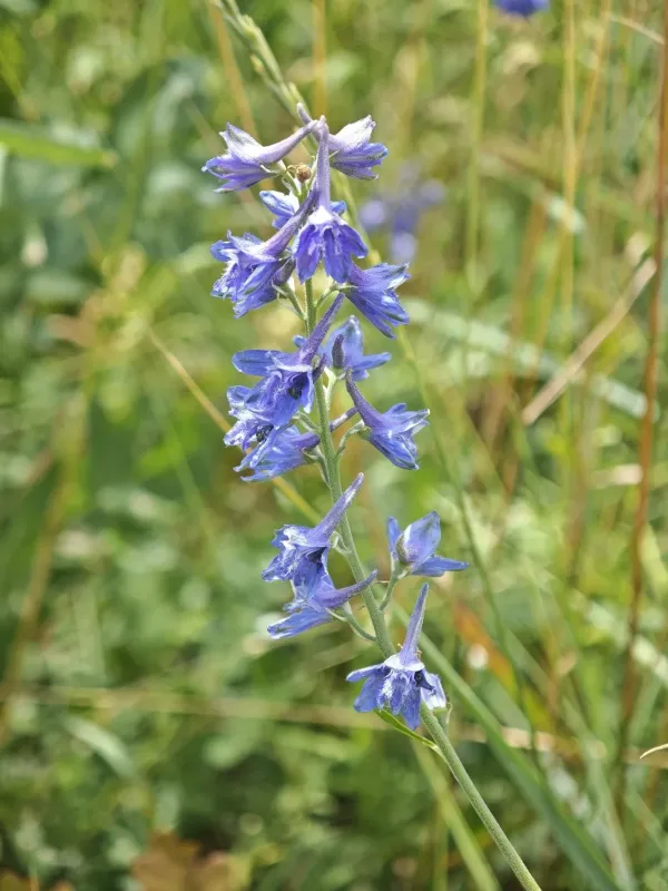 Delphinium schmalhausenii