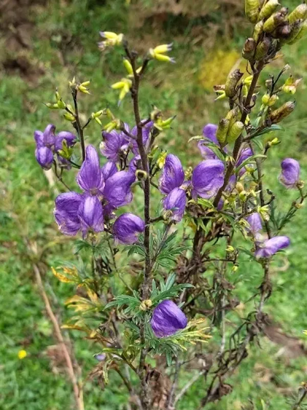 Variegated monkshood