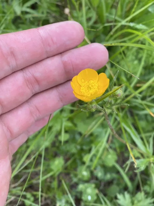 Caucasian buttercup