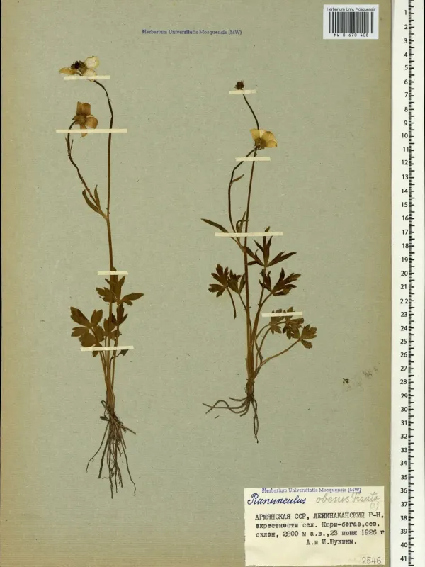 Ranunculus obesus
