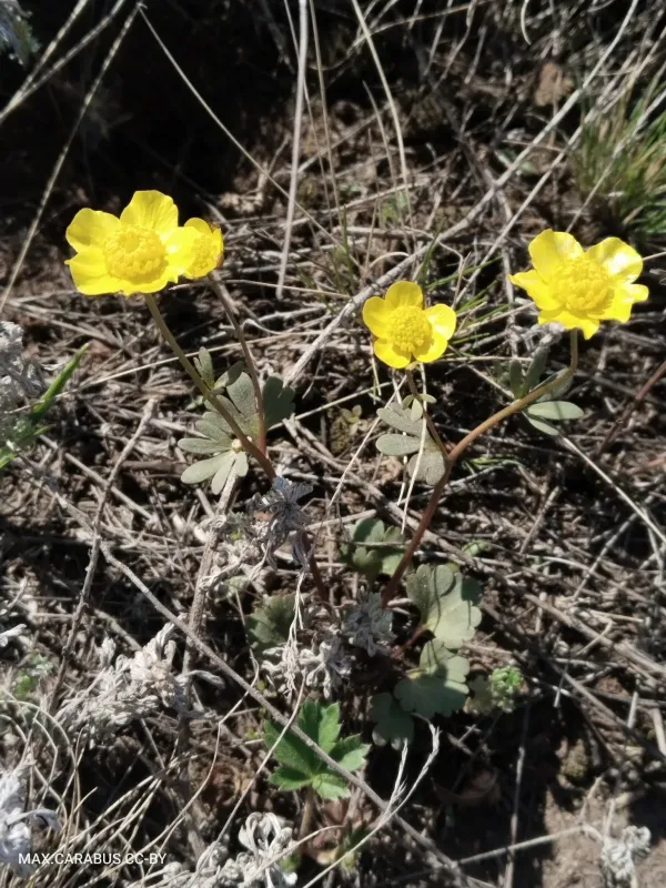 Ranunculus polyrhizos