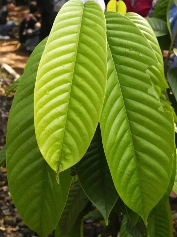 Shorea javanica