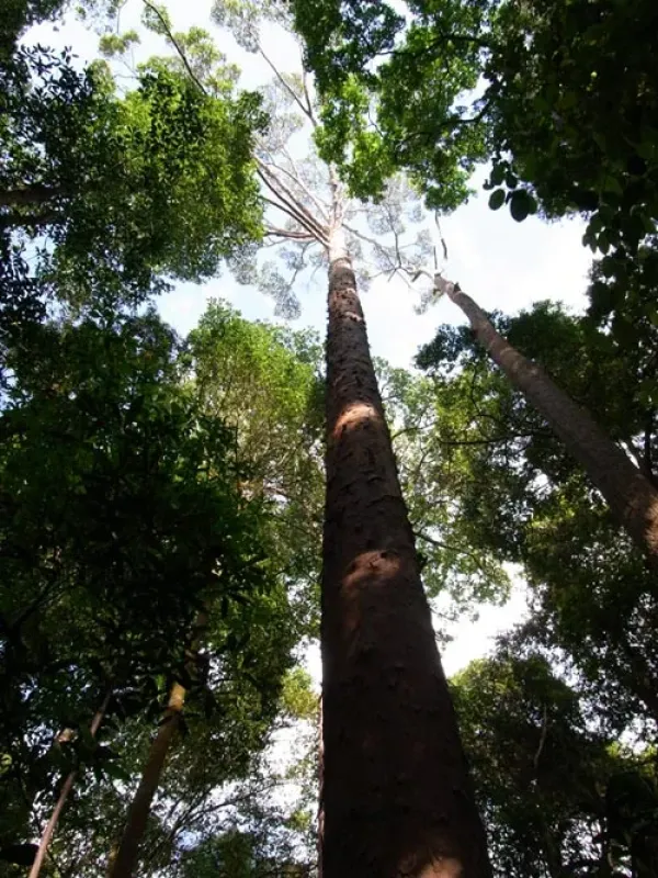Shorea faguetiana