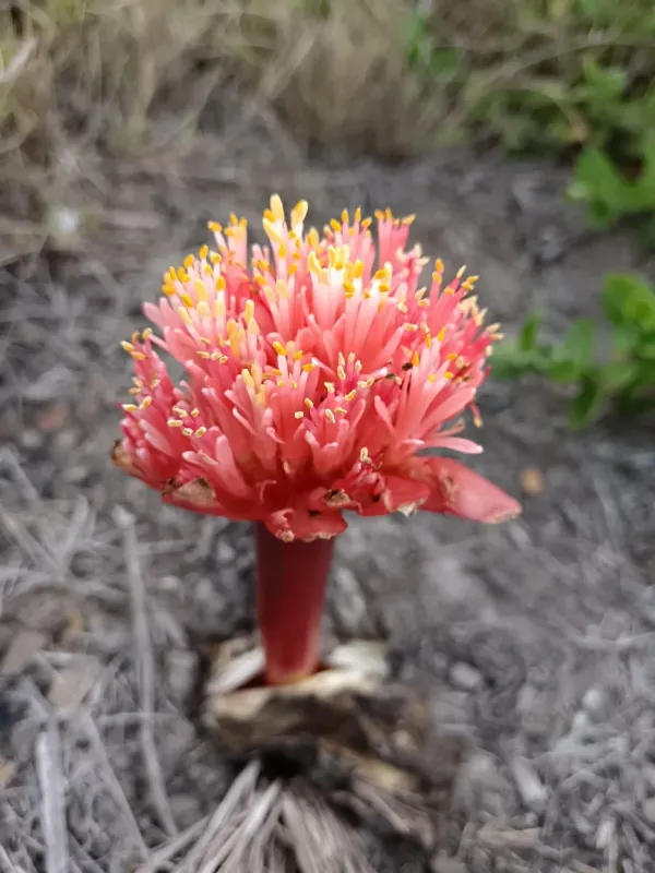 Blood Lily