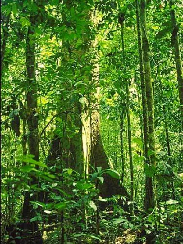 Shorea pachyphylla