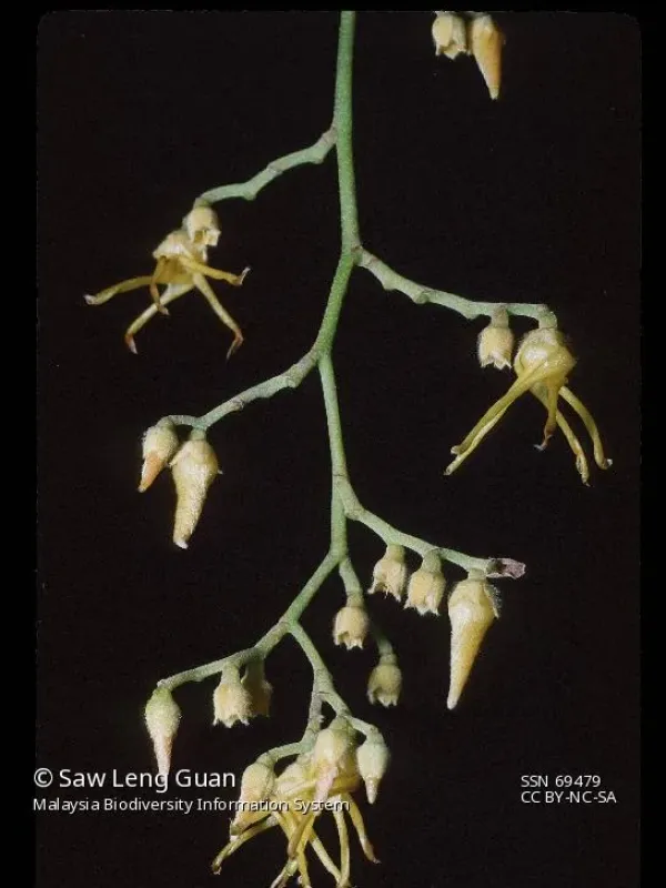 Shorea pauciflora