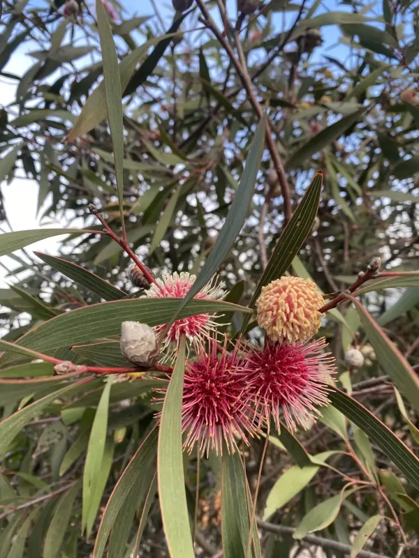 Pin-cushion hakea