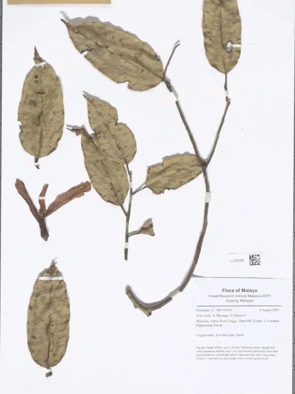 Shorea longisperma