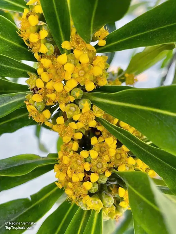 Tristaniopsis whiteana