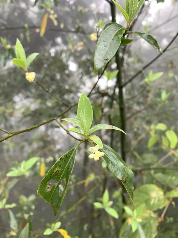 Lindera oxyphylla