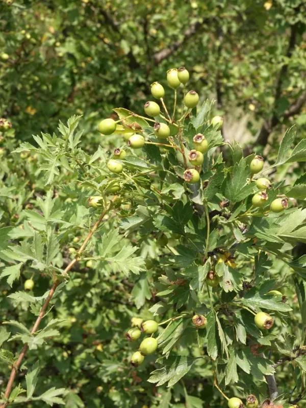 Crataegus pseudoheterophylla