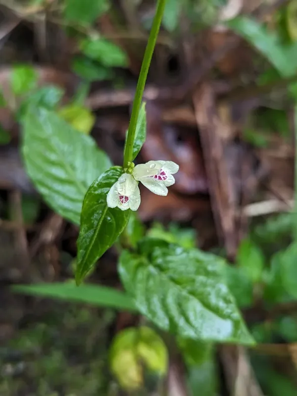 Justicia martinsoniana
