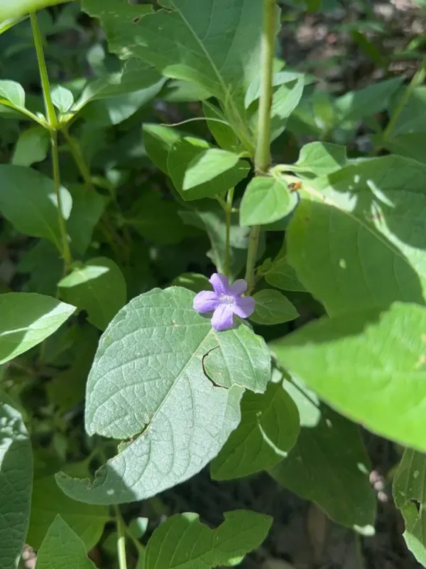 Ruellia drummondiana