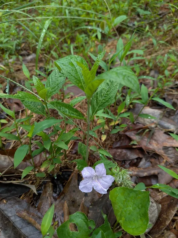 Ruellia purshiana