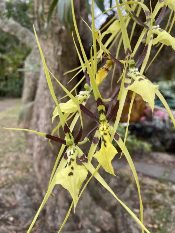 Brassia gireoudiana